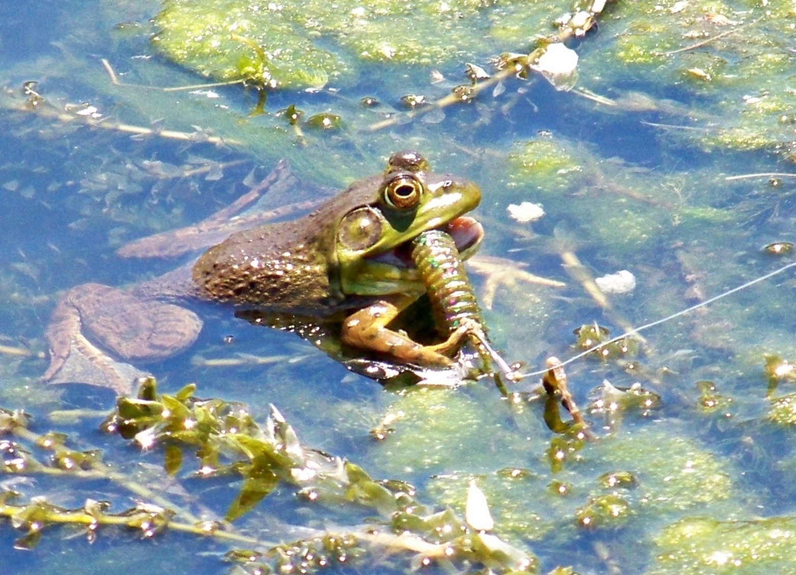 Frog Eats Senko California Delta