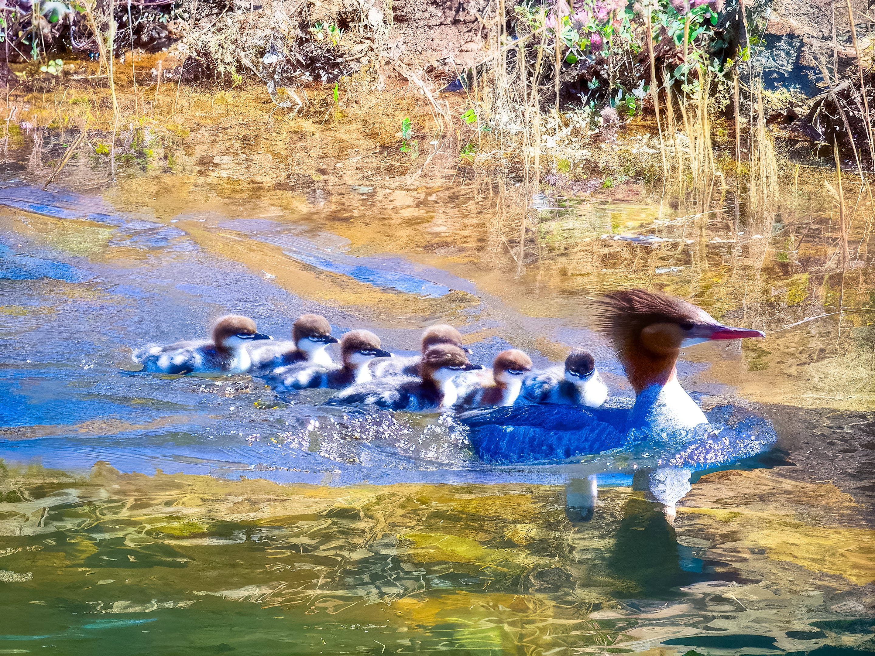 Mom and Her Ducklings