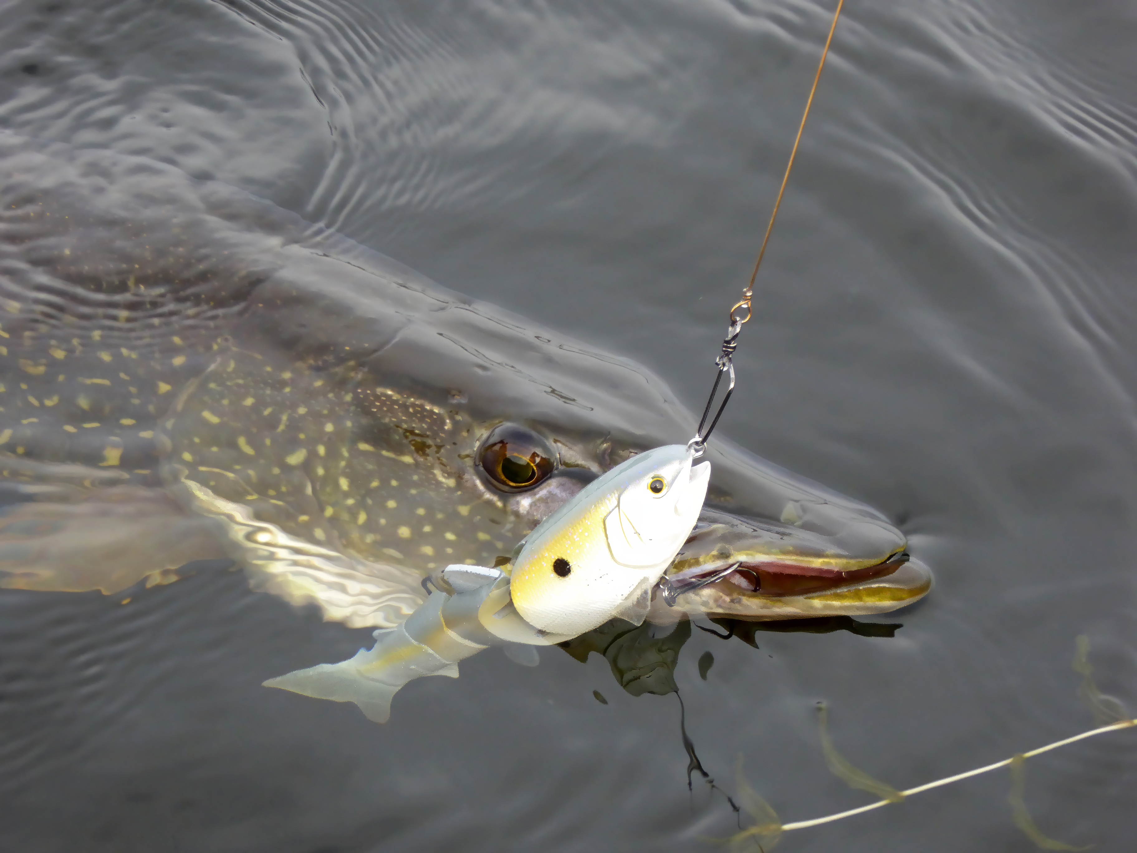 Swimbait and Pike