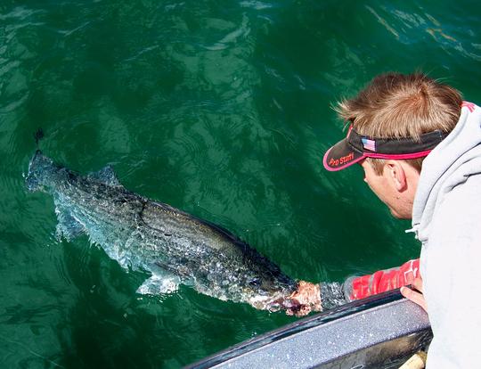 Lake Mead Striped Bass