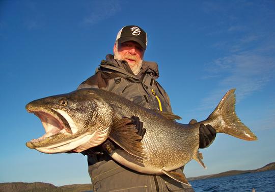 Great Bear Lake Trout