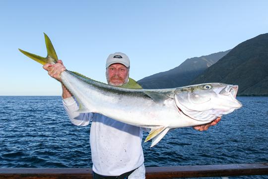 Mexico Yellowtail, Guadalupe Island