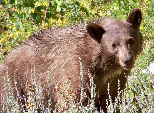 The Real Yogi Bear