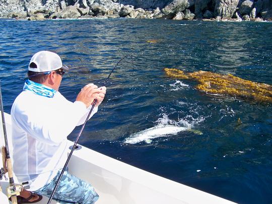 Catalina Island Yellowtail in the Kelp