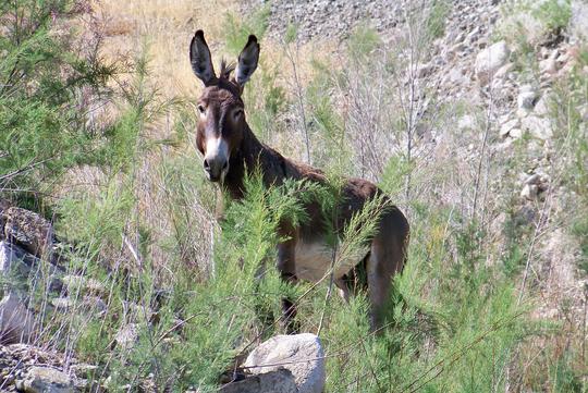 Wild Burro