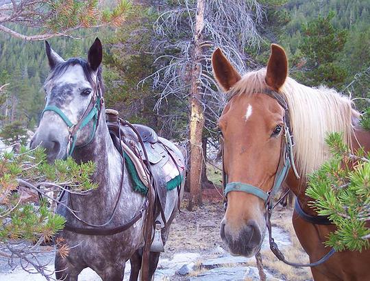 Have You Ever Rode a Horse to Catch a Fish?